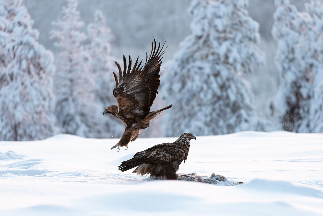 Fütterung des Steinadlers (Aquila chrysaetos), Kuusamo, Finnland, Europa