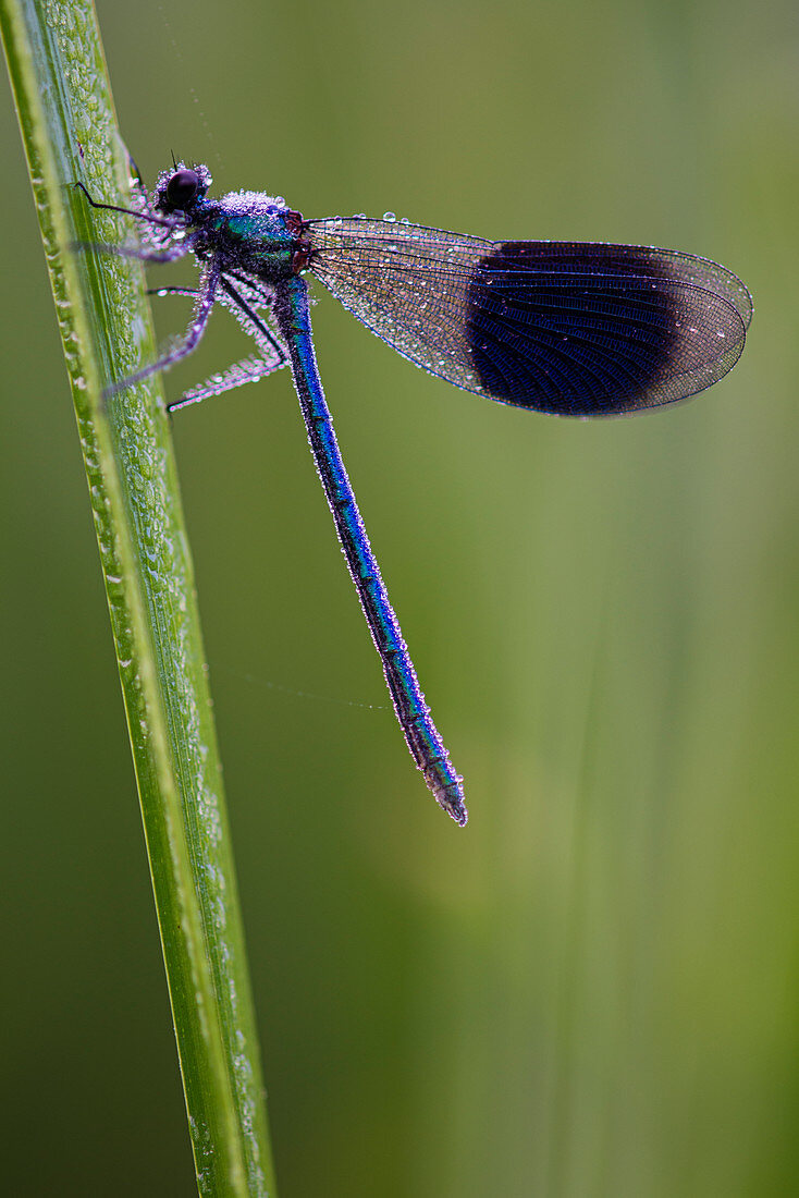 Banded Demoiselle (Calopteryx splendens) damselfly covered with dew, Kent, England, United Kingdom, Europe