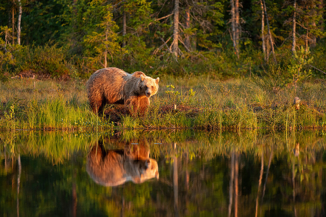 Eurasian brown bear (Ursus arctos arctos) in evening sunlight, reflected in lake, Kuhmo, Finland, Europe
