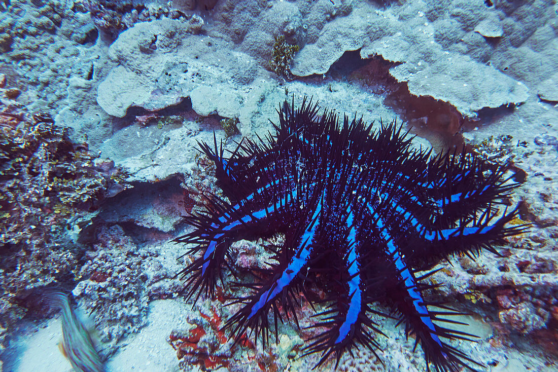 A Crown of Thorns starfish (Acanthaster planci), on a tropical coral reef, in Gaafu Dhaalu atoll, The Maldives, Indian Ocean, Asia