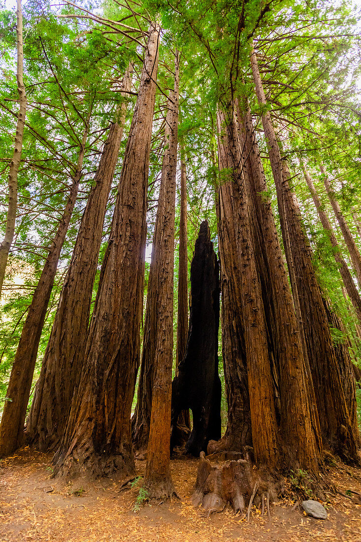 Schöne riesige Redwoods, Big Sur, Kalifornien, Vereinigte Staaten von Amerika, Nordamerika