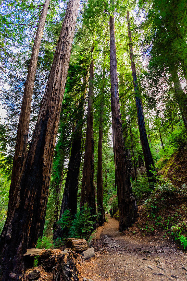 Beautiful giant redwoods, Big Sur, California, United States of America, North America