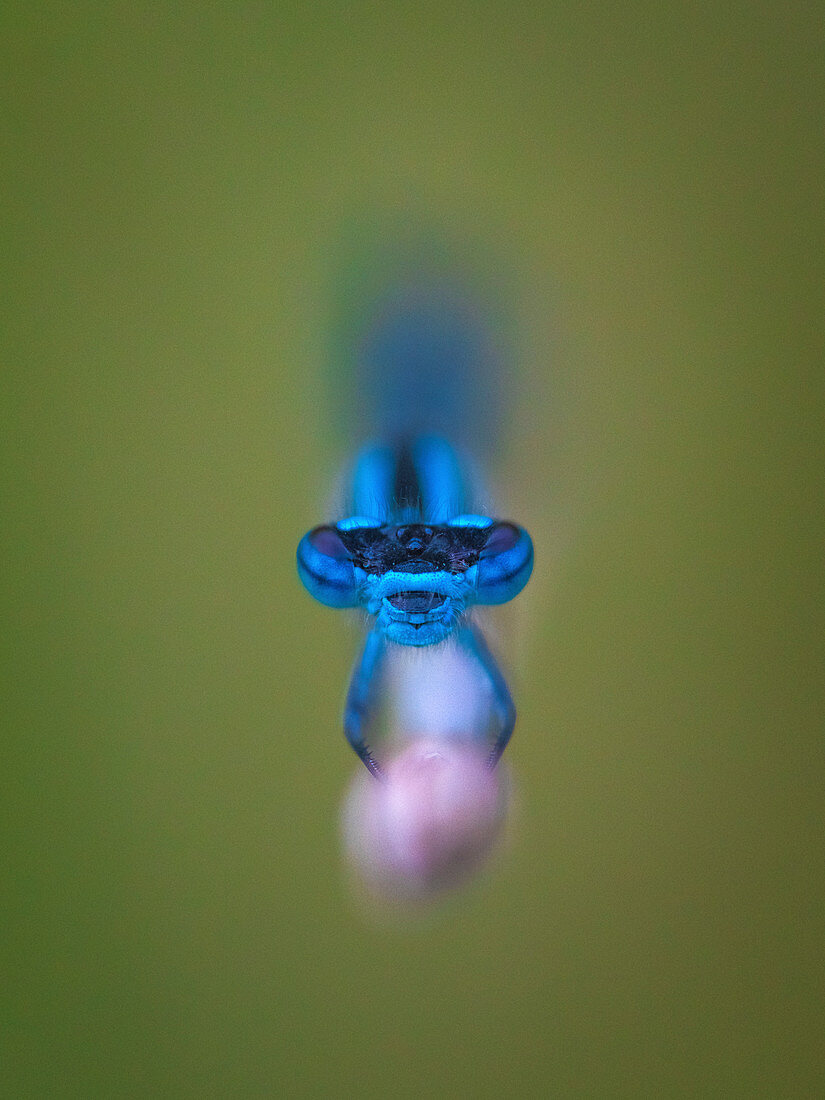 Common Blue Damselfly, County Clare, Munster, Republic of Ireland, Europe