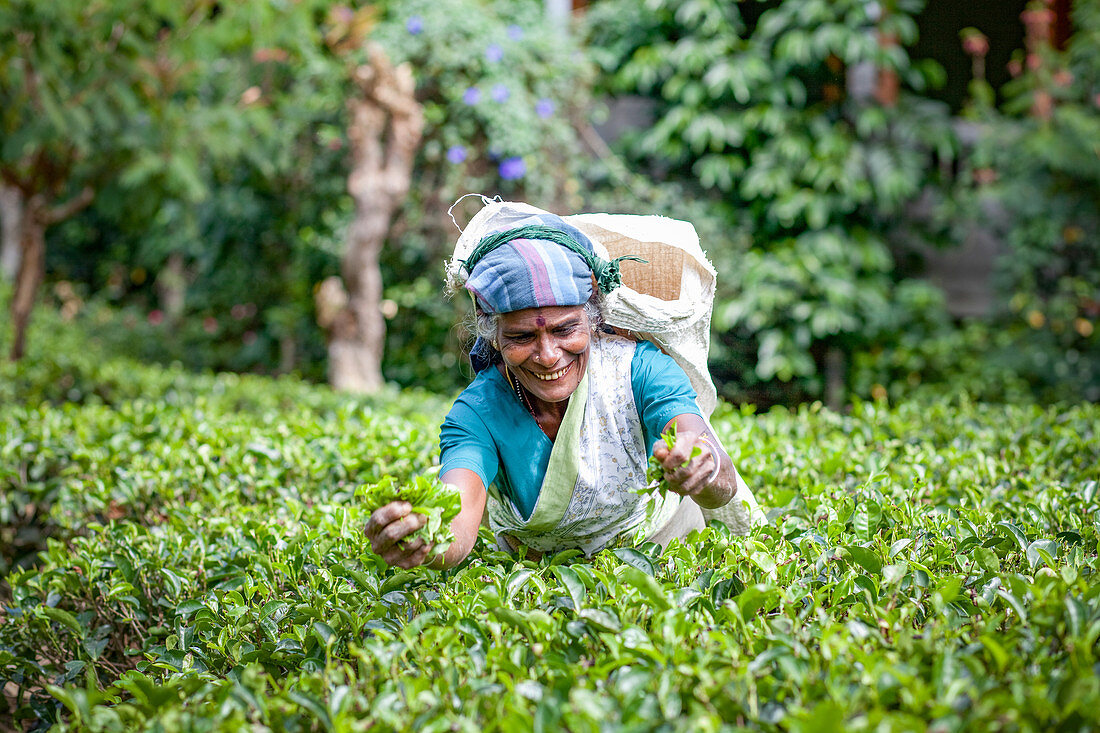 Tea picker woman working on tea plantations near Maskeliya in the Central Province of Sri Lanka, Asia