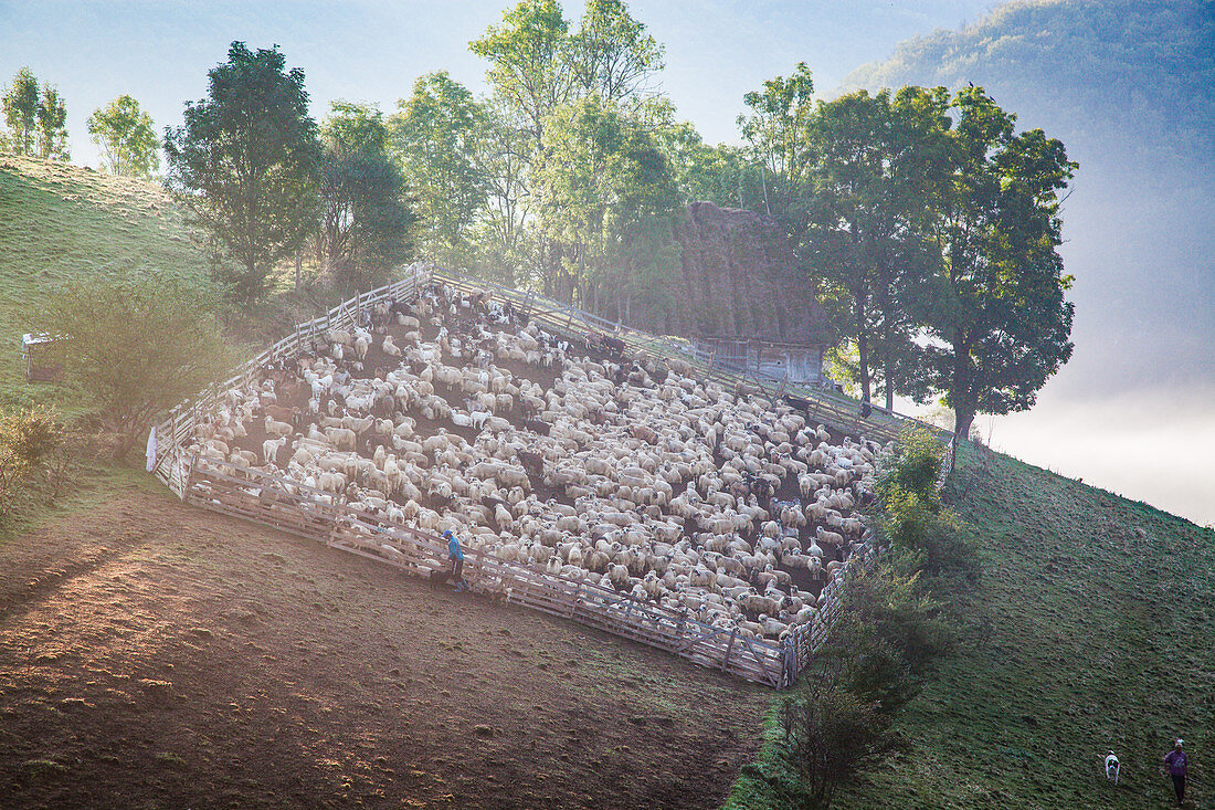 Rural landscape with flock of sheep in Dumesti, Apuseni mountains, Romania, Europe