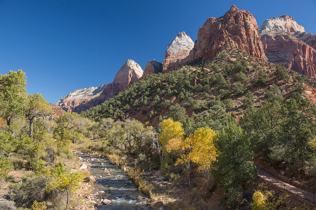 Blick entlang des Virgin River von Canyon Junction, Herbst, goldene Pappelbäume prominent, Zion National Park, Utah, Vereinigte Staaten von Amerika, Nordamerika