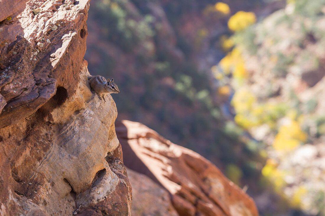 Uinta Chipmunk (Neotamias umbrinus) klammert sich an Felsen hoch über Pine Creek, Herbst, Zion National Park, Utah, Vereinigte Staaten von Amerika, Nordamerika
