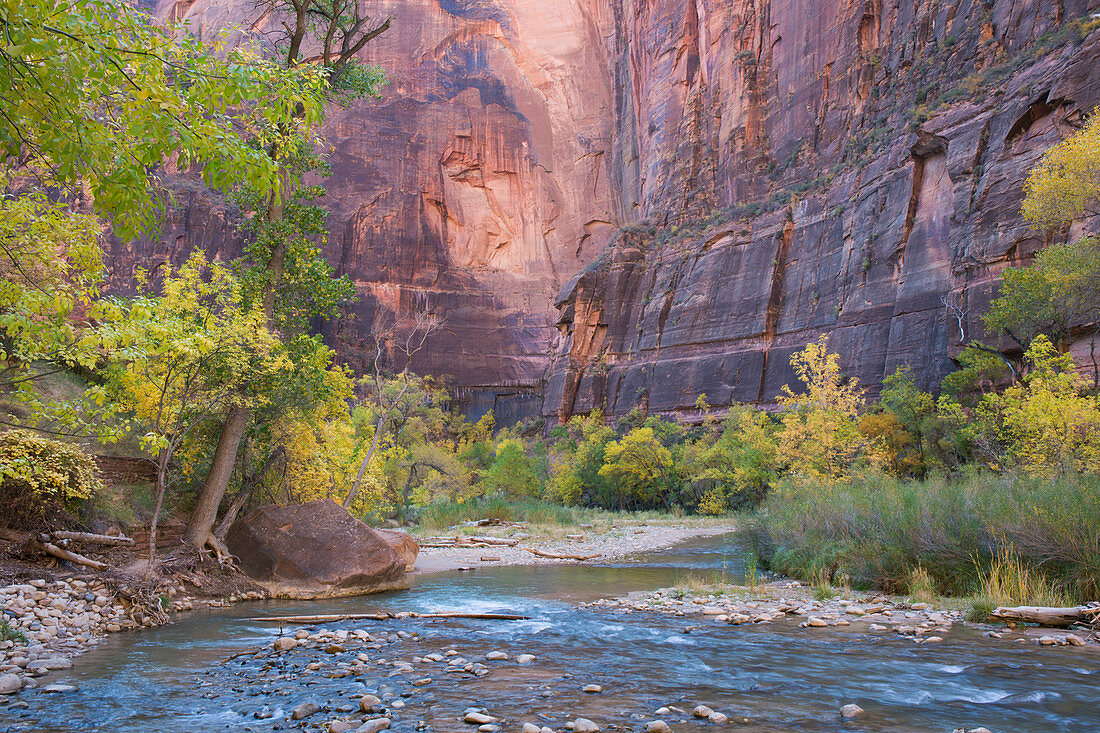 Blick über den Virgin River zu den roten Sandsteinfelsen des Tempels von Sinawava, Herbst, Zion National Park, Utah, Vereinigte Staaten von Amerika, Nordamerika