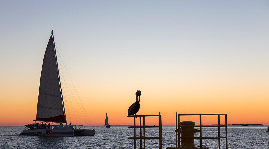 Blick über den Golf von Mexiko, Sonnenuntergang, Brauner Pelikan prominent, Mallory Square, Altstadt, Key West, Florida Keys, Florida, Vereinigte Staaten von Amerika, Nordamerika