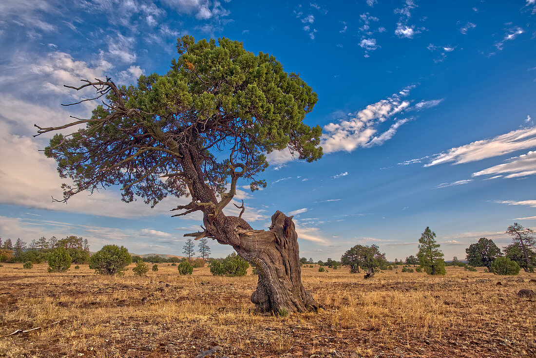 Ein verdrehter Wacholderbaum nahe Sycamore Canyon im Kaibab National Forest südlich von Williams, Arizona, Vereinigte Staaten von Amerika, Nordamerika