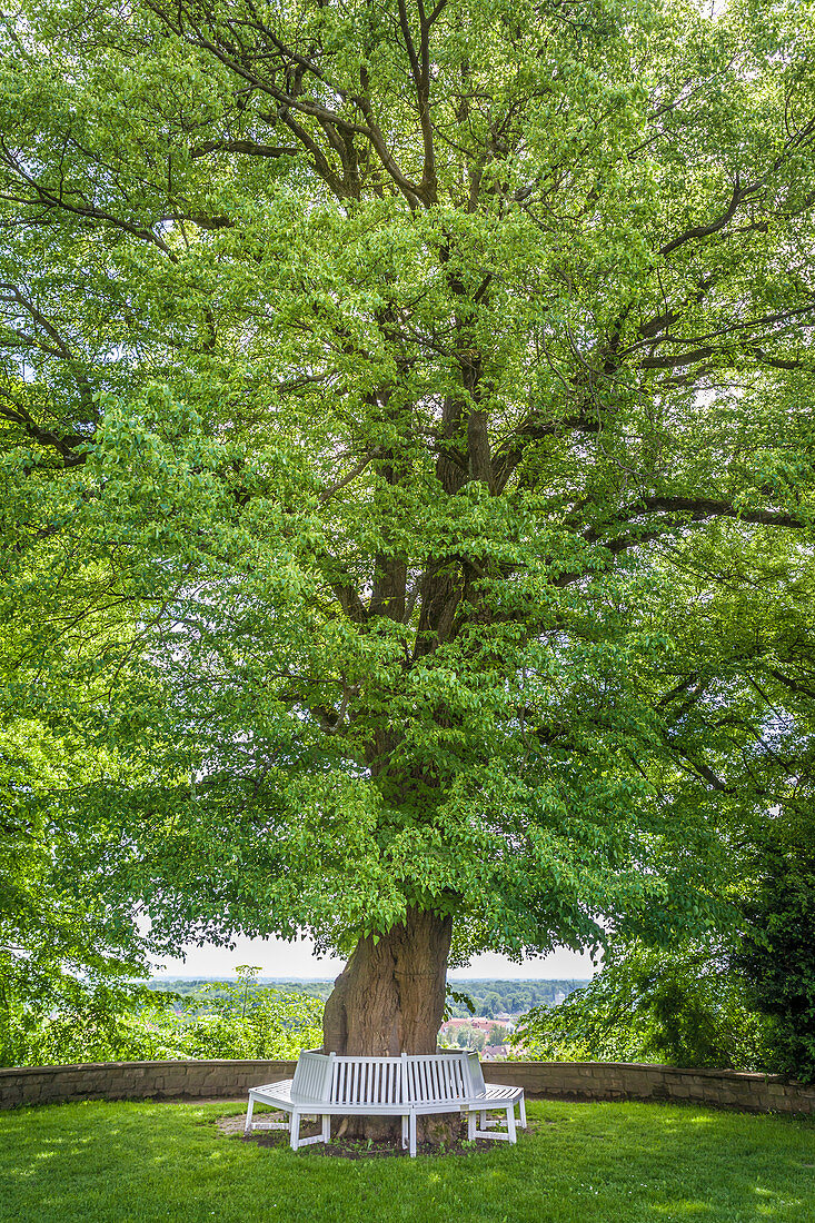 Alte Linde im Hofgarten von Freising, Oberbayern, Bayern, Deutschland