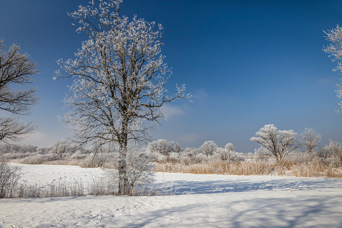 Winterlandschaft bei Chieming am Chiemsee, Oberbayern, Bayern, Deutschland