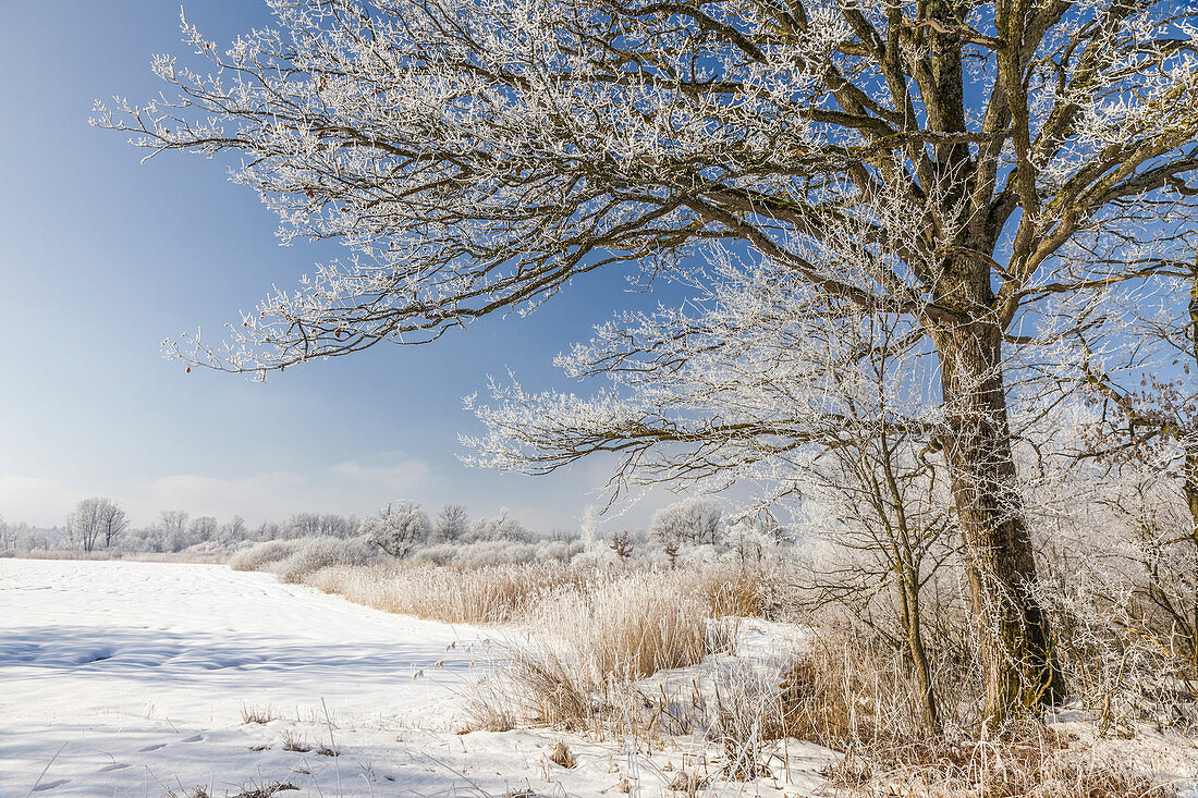 Winter landscape near Chieming am Chiemsee, Upper Bavaria, Bavaria, Germany