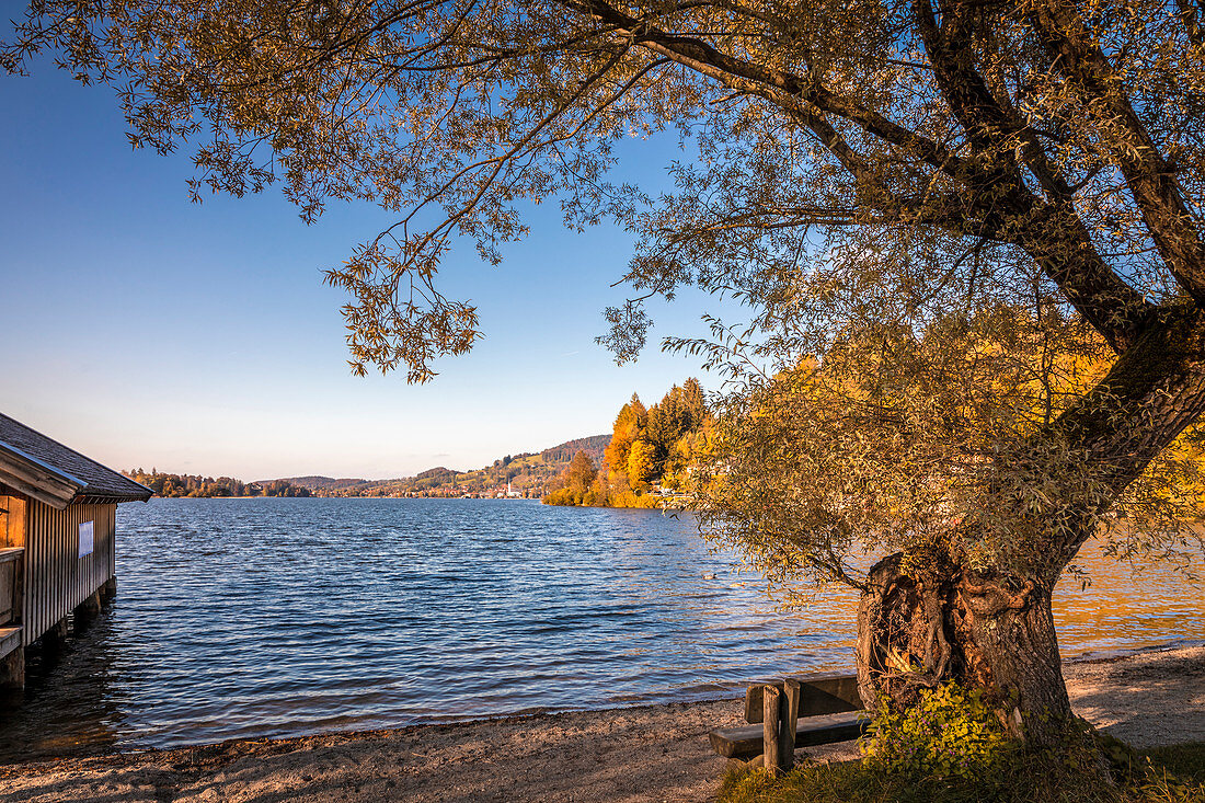 Schliersee on the south bank near Fischhausen, Schliersee, Upper Bavaria, Bavaria, Germany