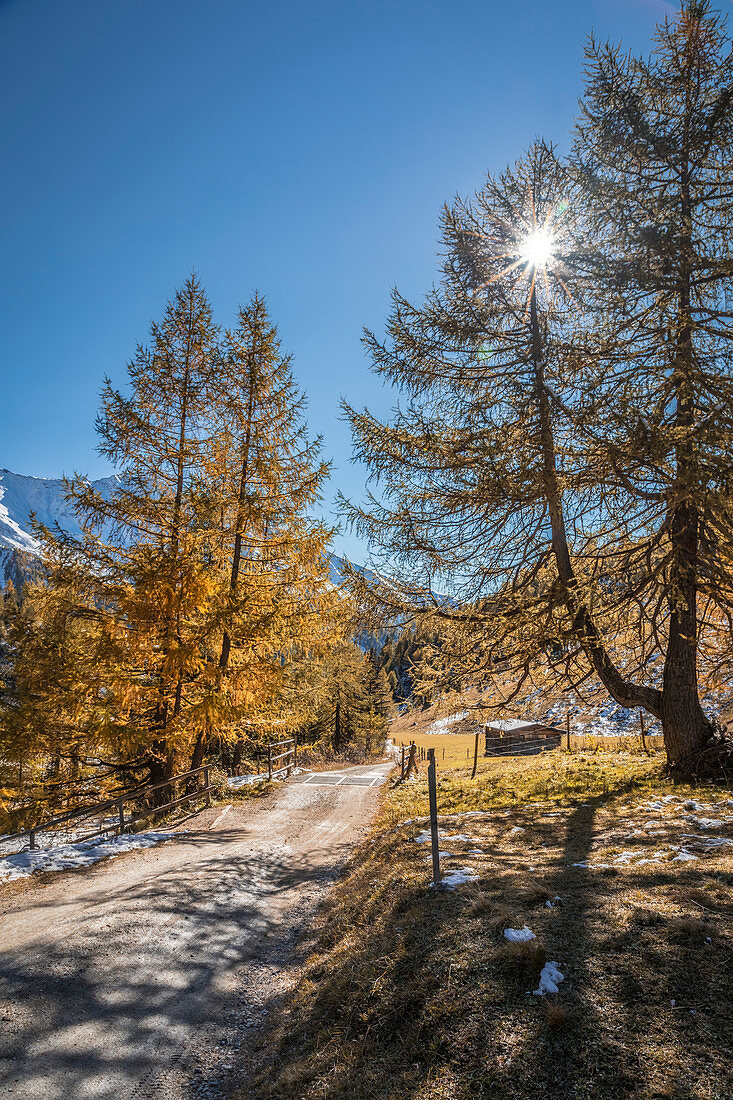 Path through the old larch forest in the Ködnitztal, Kals am Großglockner, East Tyrol, Tyrol, Austria