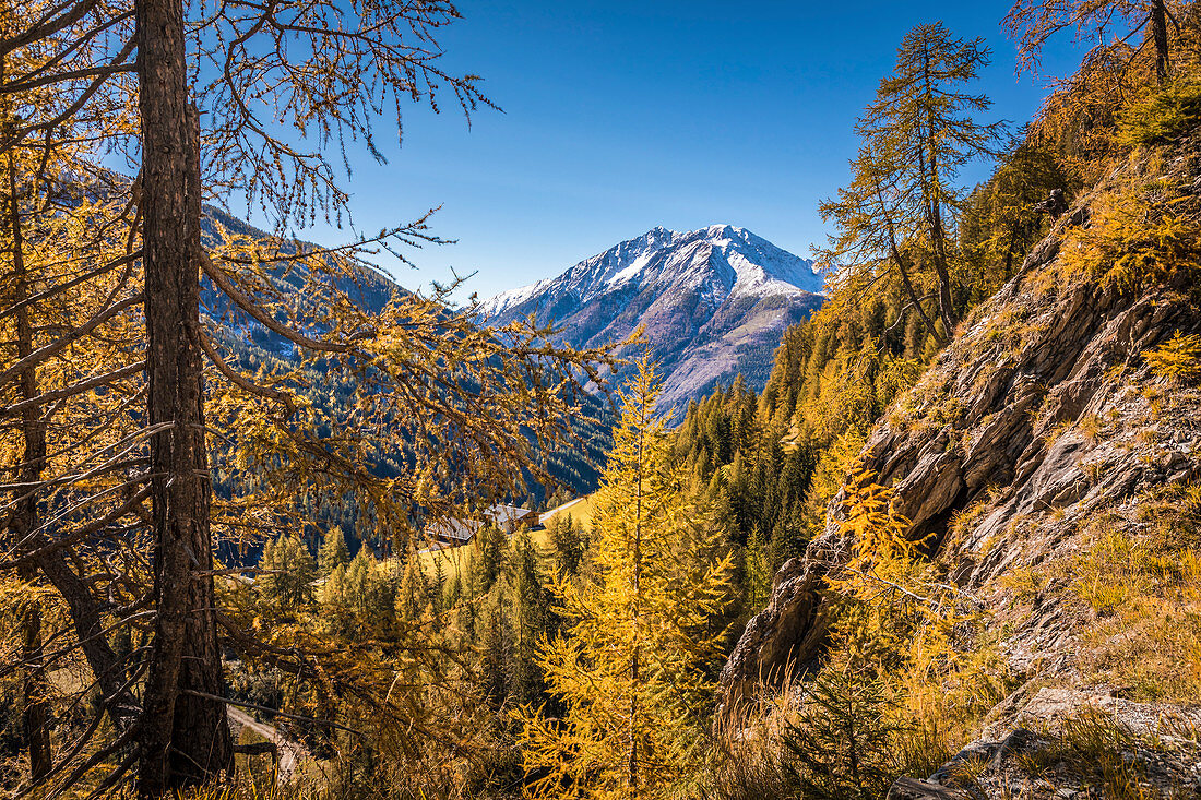 Autumn larches and snow-covered mountain peaks in the Kalser Tal, Kals am Großglockner, East Tyrol, Tyrol, Austria