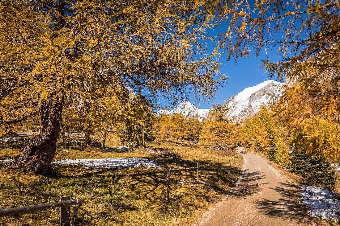 Wanderweg durch herbstlichen Lärchenwald im Ködnitztal, Kals am Großglockner, Osttirol, Tirol, Österreich