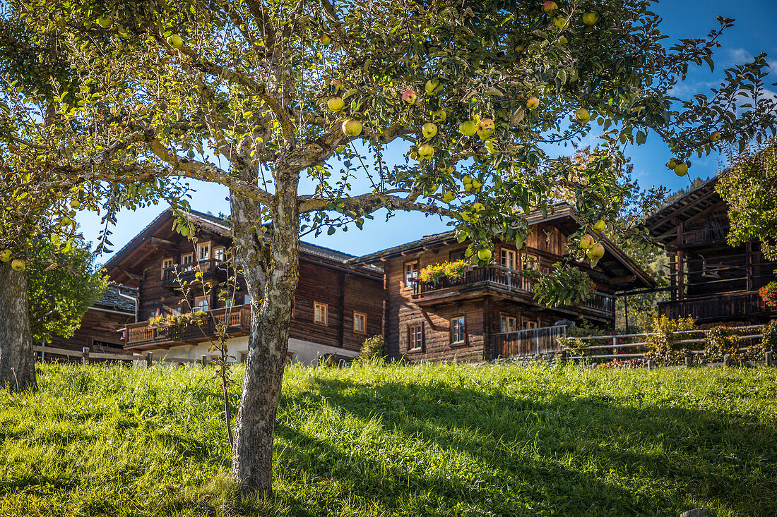 Orchard in the village center of Obermauern, Virgental, East Tyrol, Tyrol, Austria