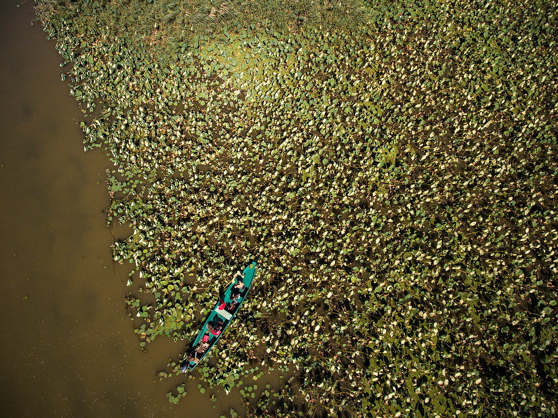 Aerial view of motorboat excursion to wetlands in the Volga Delta with water lilies, near Karalat, Ostrakhan District, Russia, Europe