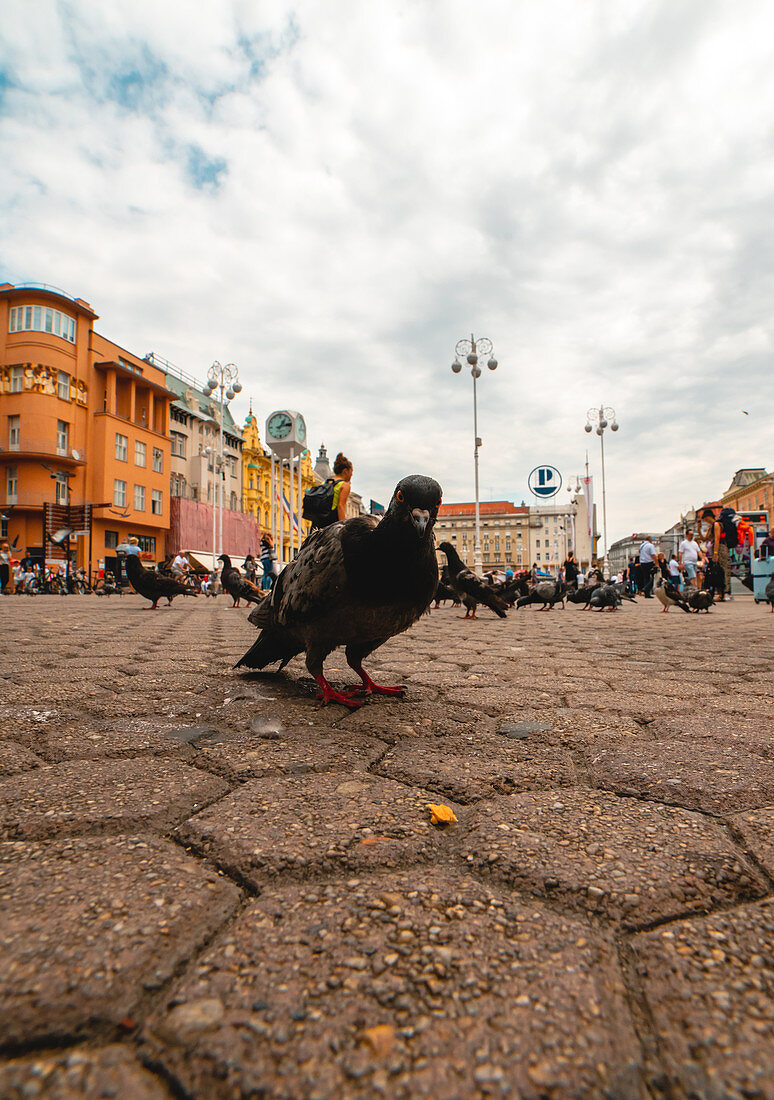 Low angle view of people and pigeons in square in Zagreb city
