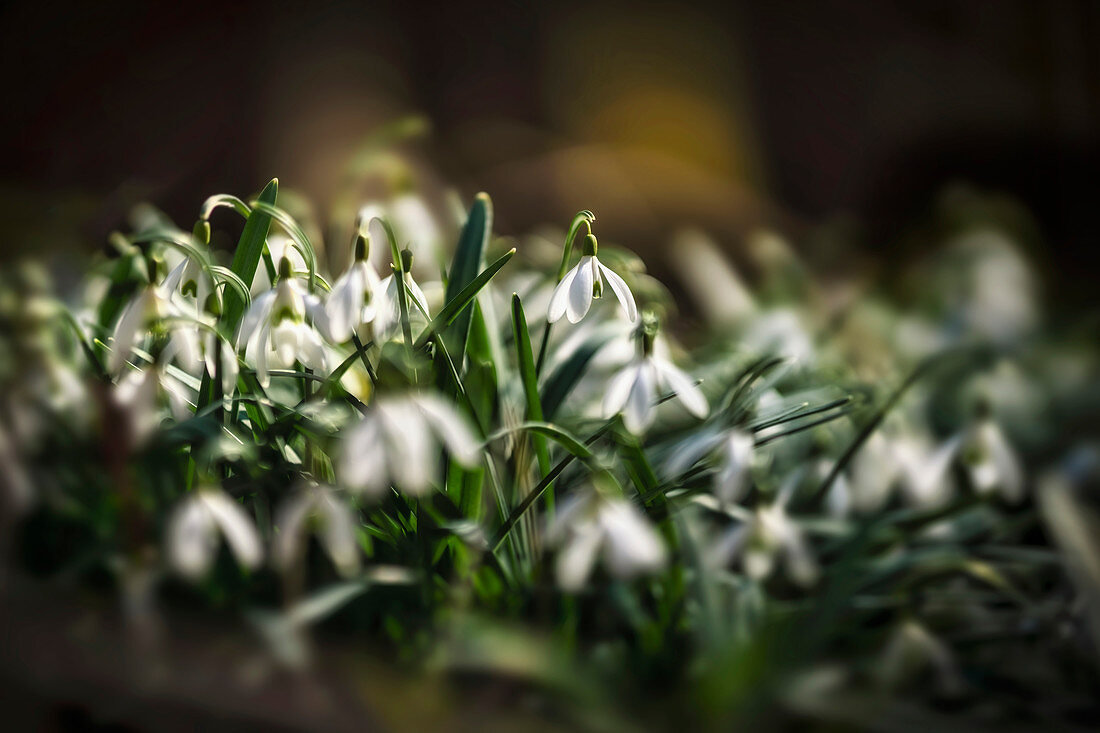 Snowdrops in the spring forest, Bavaria, Germany, Europe