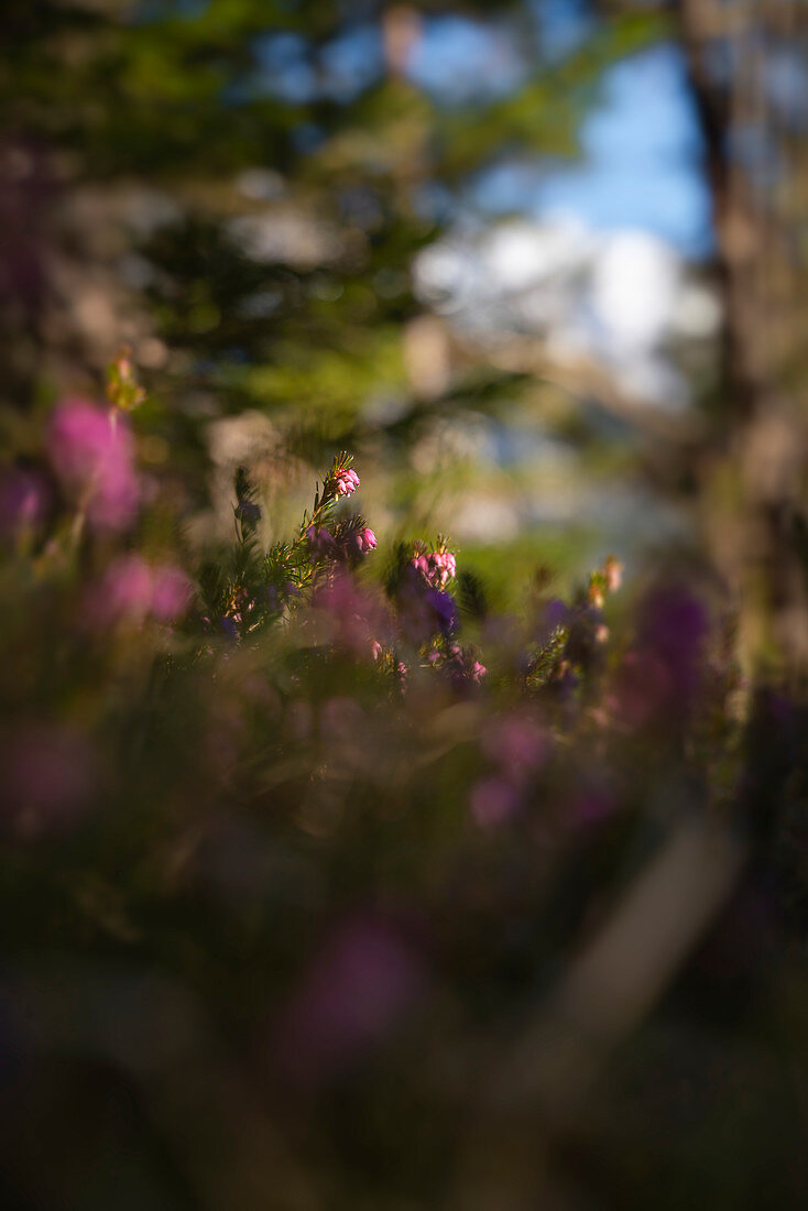 Blooming heather in a mountain forest near Mittenwald, Upper Bavaria, Bavaria, Germany