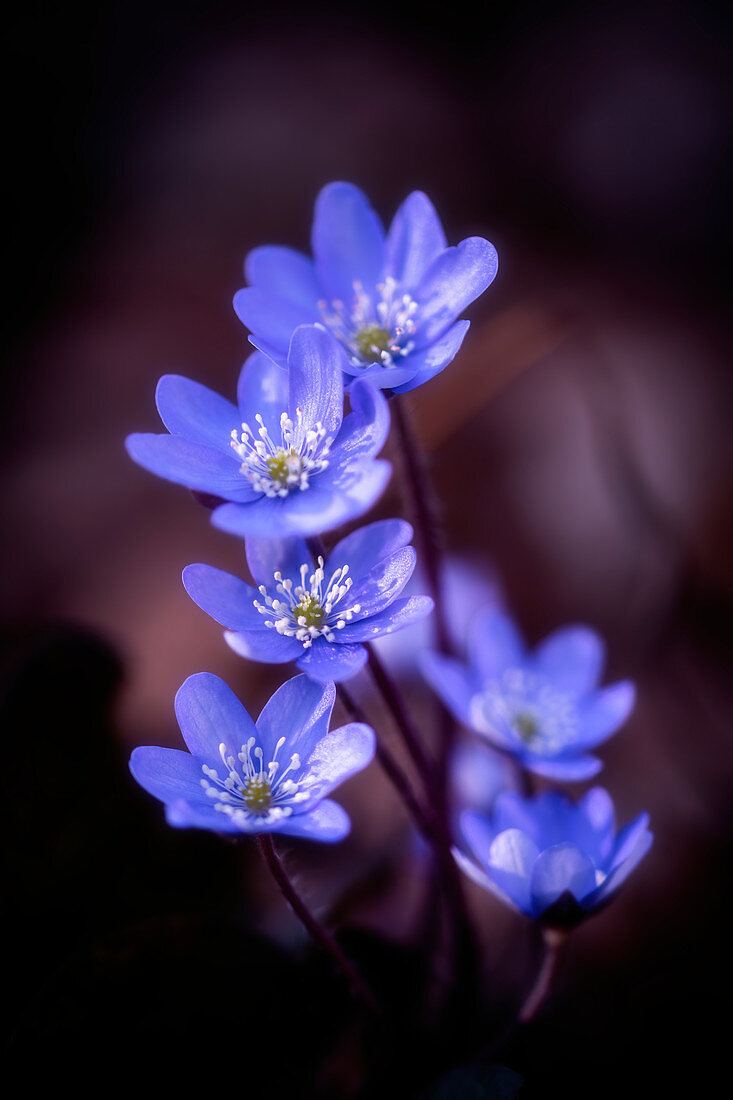 Hepatica in the spring forest, Bavaria, Germany, Europe