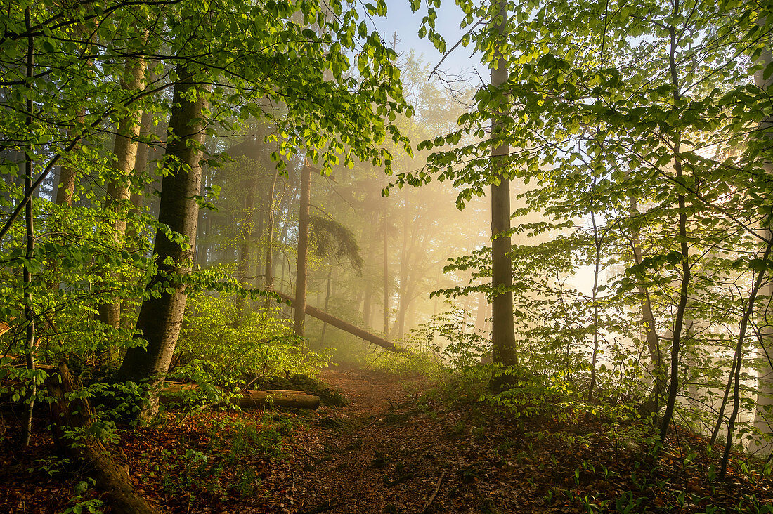 Sunny spring morning in the beech forest, Bavaria, Germany, Europe