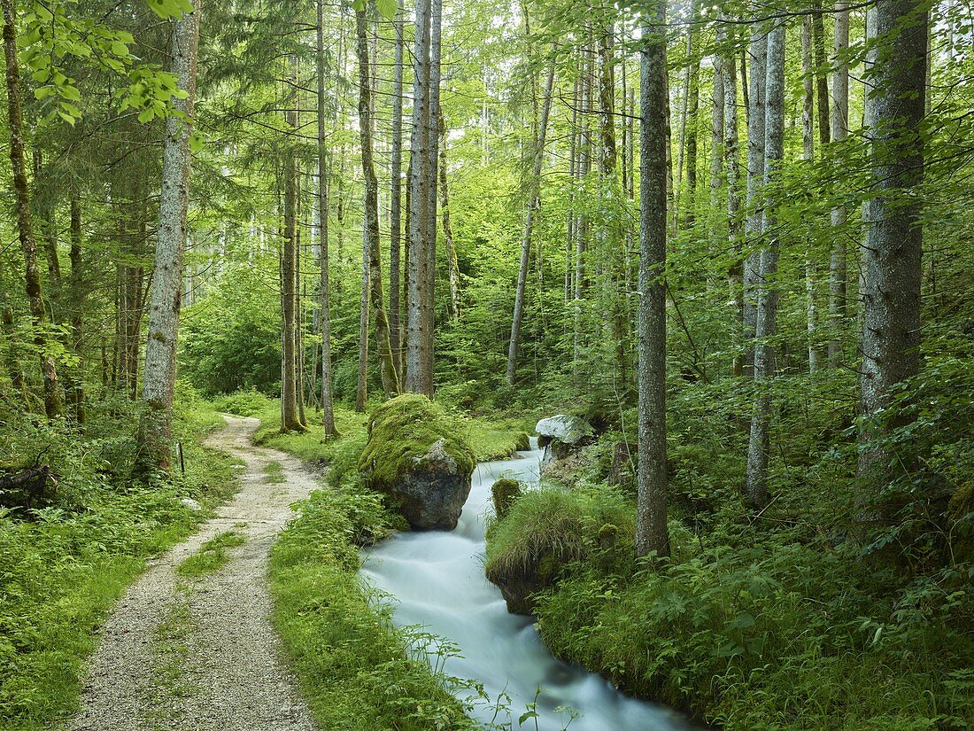 Magic forest near Hintersee, Berchtesgadener Land, Bavaria, Germany
