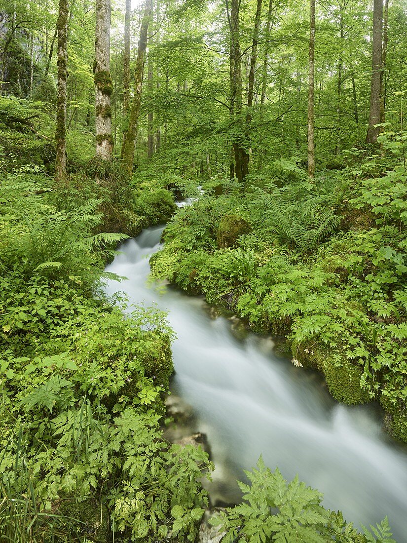 Zauberwald beim Hintersee, Berchtesgadener Land, Bayern, Deutschland