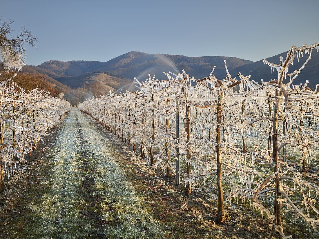 Frostschutz, vereiste Marillenbäume, Wachau, Niederösterreich, Österreich