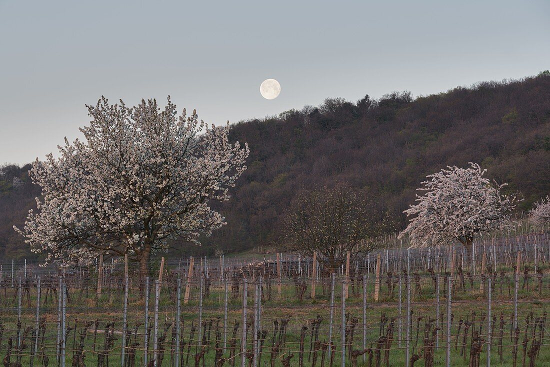 blühende Kirschbäume nahe Donnerskirchen, Burgenland, Österreich