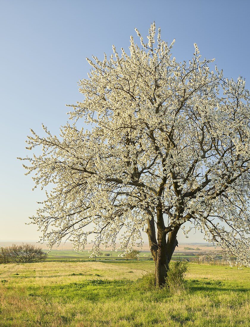 blooming cherry trees near Donnerskirchen, Burgenland, Austria