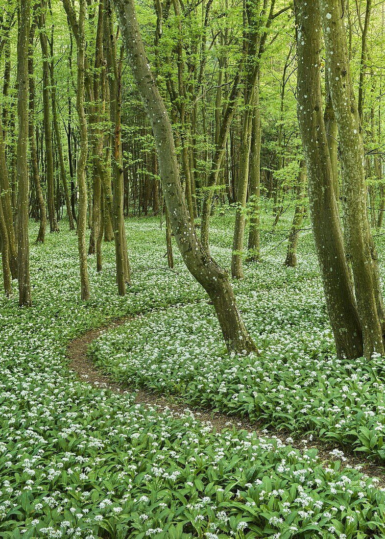 Bärlauchblüte im Wienerwald, nahe Mayerling, Niederösterreich, Österreich