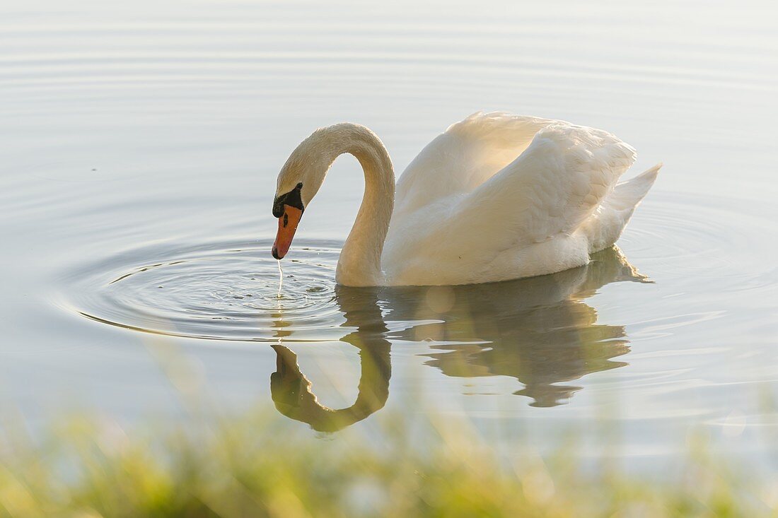 Schwan, Schönauer Teiche, Niederösterreich, Österreich