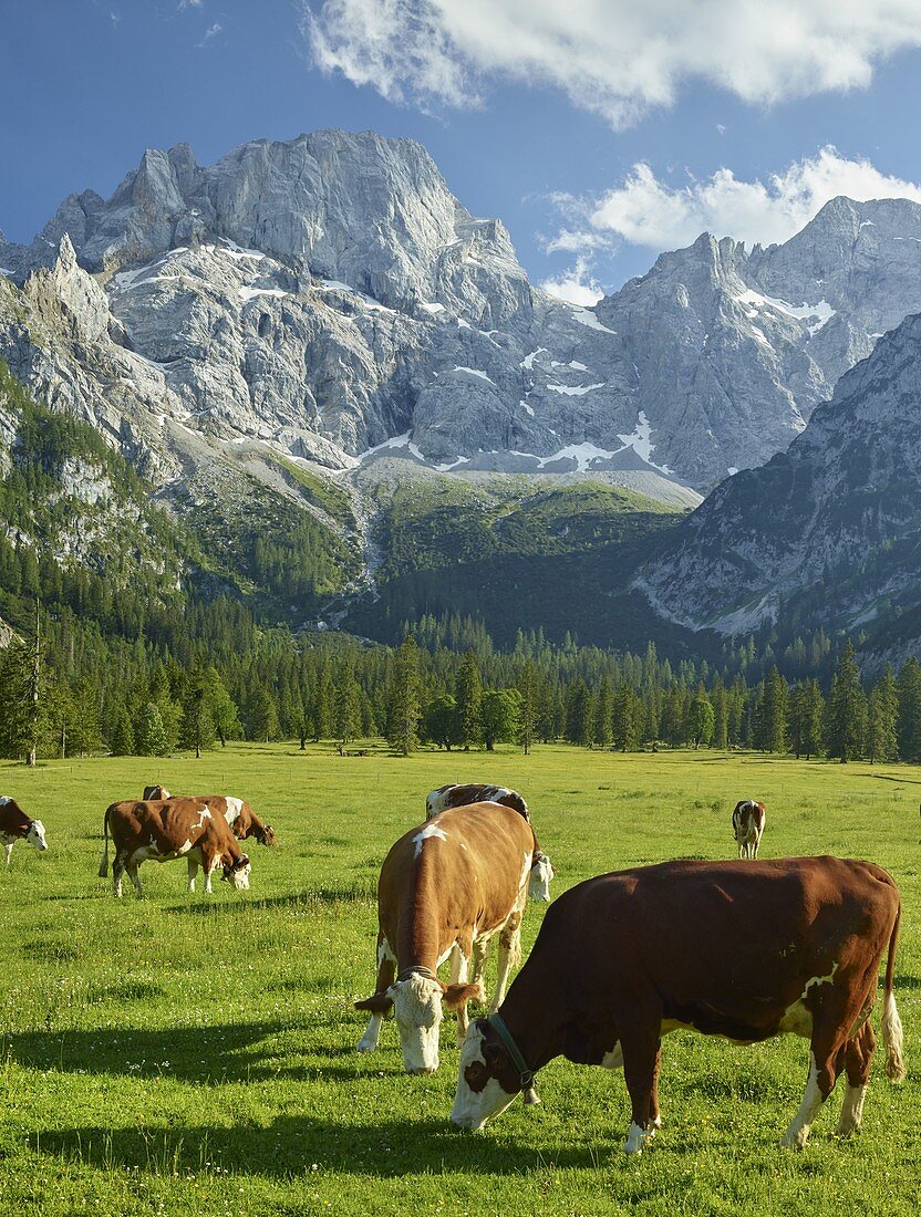 Kühe auf der Rontalalm, nördliche Karwendelkette, Tirol, Österreich