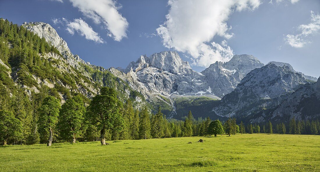 Ahornbäume, Rontalalm, nördliche Karwendelkette, Tirol, Österreich