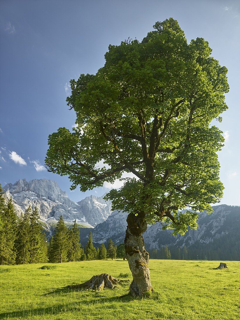Maple trees, Rontalalm, northern Karwendel range, Tyrol, Austria