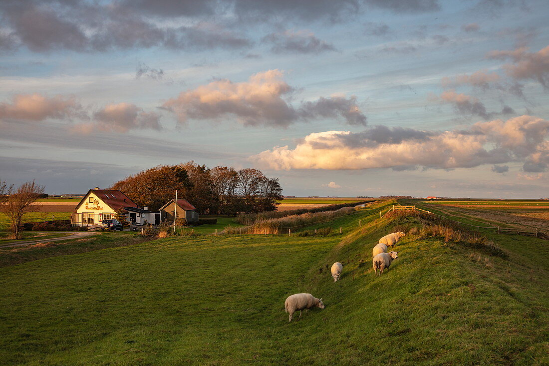 Sheep on dike with farmhouse, near Den Burg, Texel, West Frisian Islands, Friesland, Netherlands, Europe