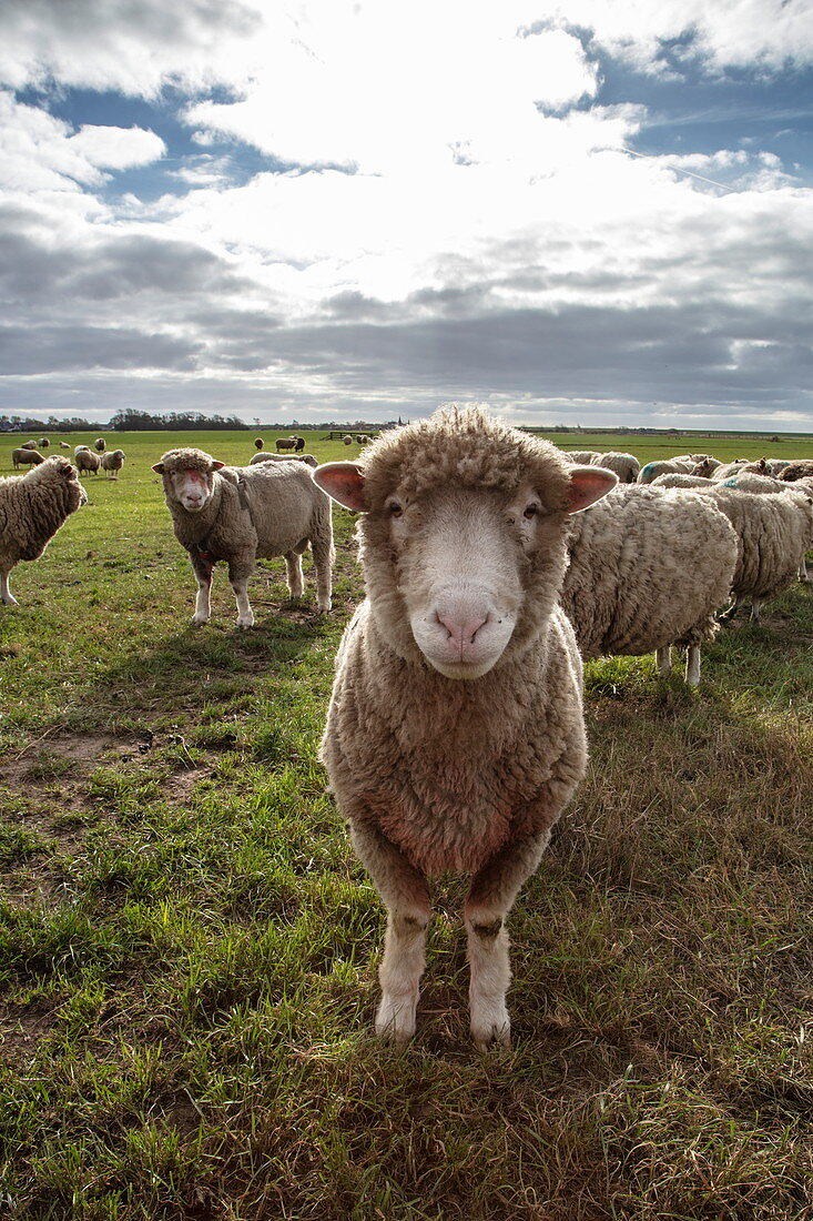 Texel sheep in a meadow, near Oudeschild, Texel, West Frisian Islands, Friesland, Netherlands, Europe