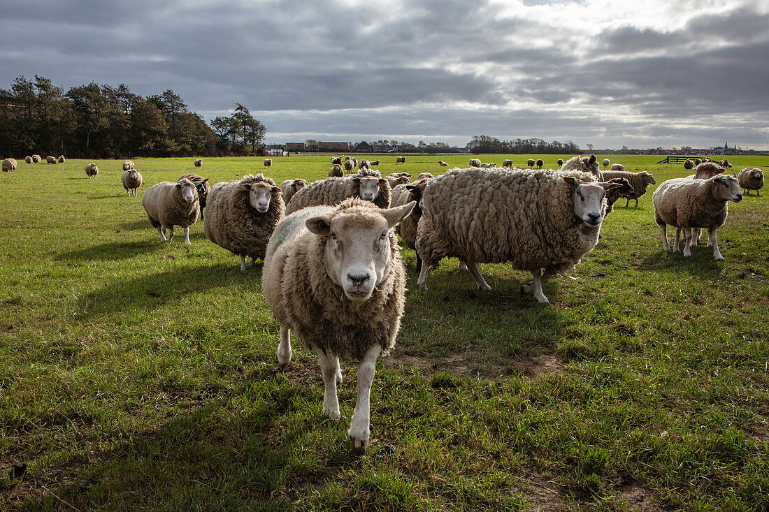 Texel sheep in a meadow, near Oudeschild, Texel, West Frisian Islands, Friesland, Netherlands, Europe