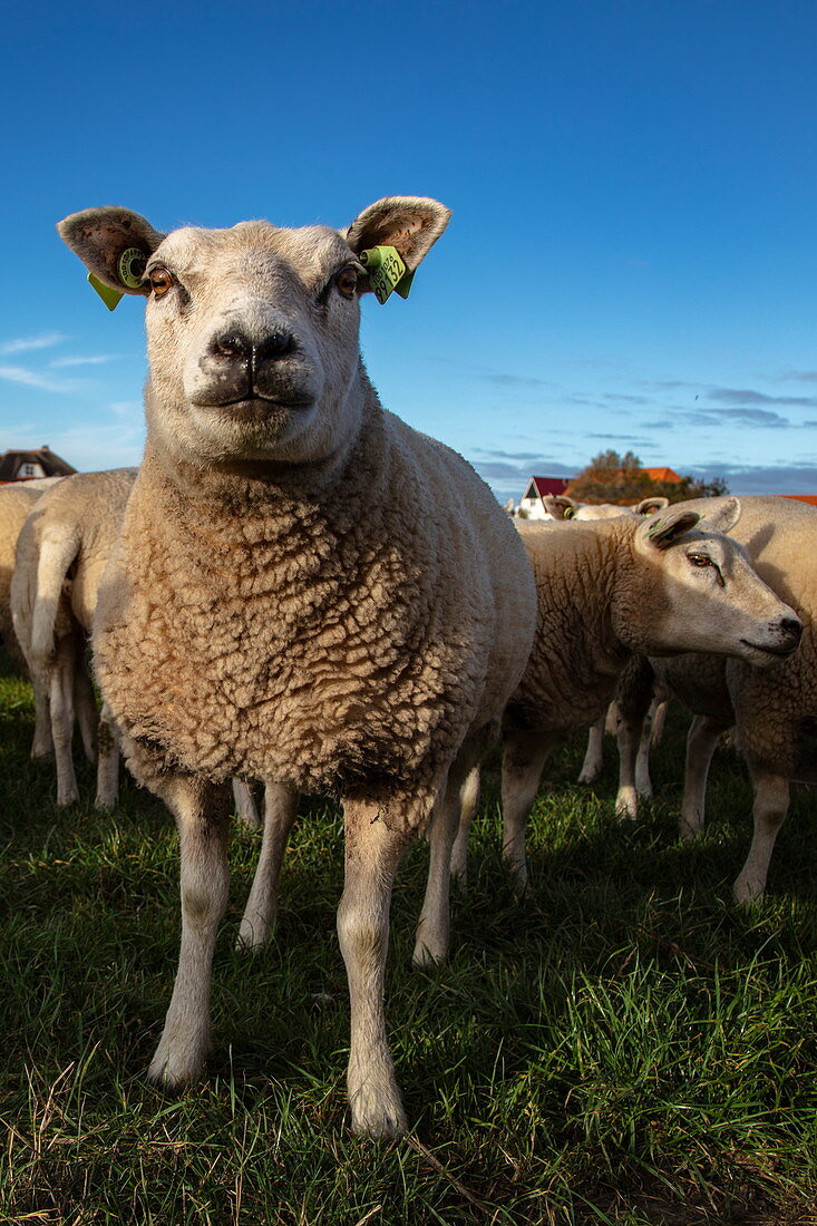 Texel-Schafe auf einer Wiese, nahe Den Hoorn, Texel, Westfriesische Inseln, Friesland, Niederlande, Europa