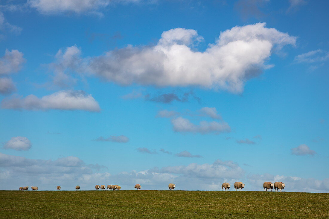 Schafe auf Deich mit weißen Wolken am blauen Himmel, nahe Hollum, Ameland, Westfriesische Inseln, Friesland, Niederlande, Europa