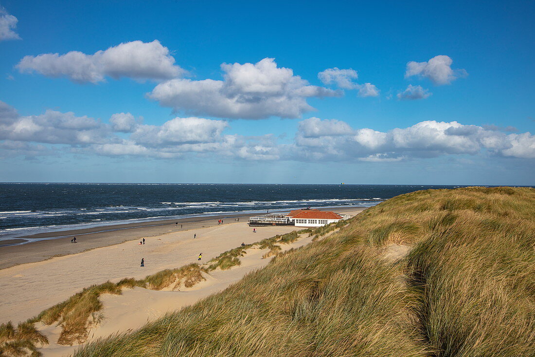 Grasses on sand dunes with beach club The Sunset and beach along the North Sea coast, near Hollum, Ameland, West Frisian Islands, Friesland, Netherlands, Europe