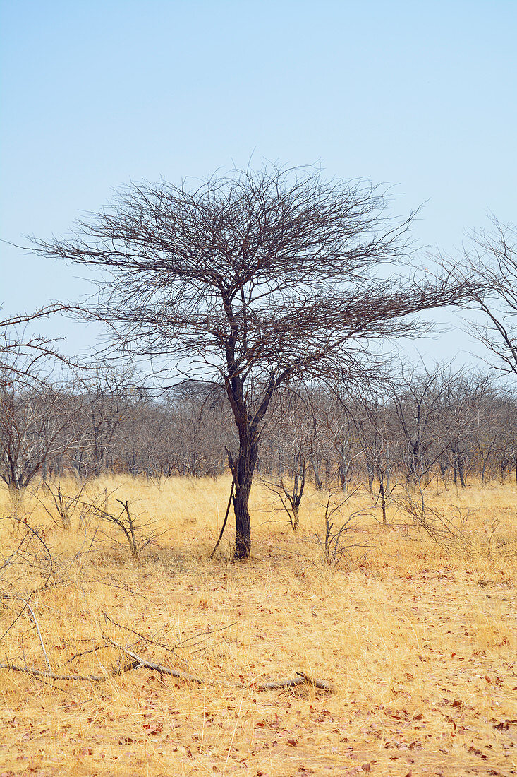 Angola; im westlichen Teil der Provinz Cunene; für den Süden typische Grassavanne mit Akazienbäumen
