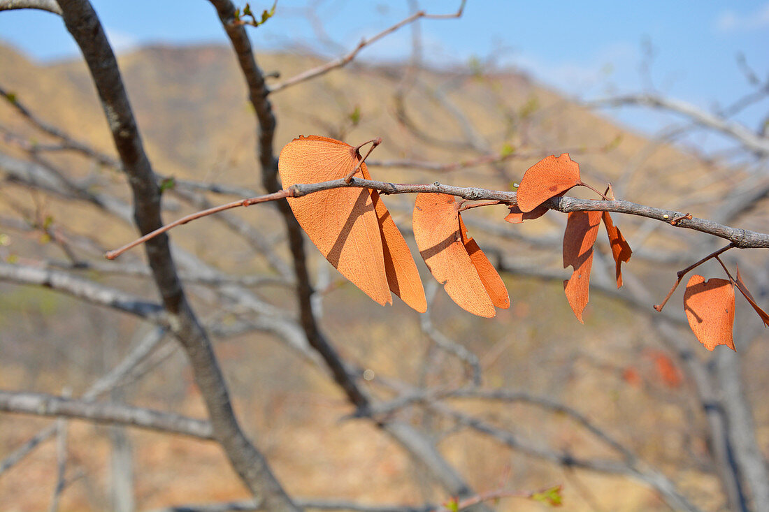 Angola; im westlichen Teil der Provinz Cunene; schmetterlingsflügelartige Blätter des Mopane Baum; rotorange verfärbt