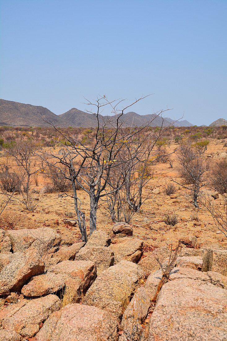 Angola; im südlichen Teil der Provinz Namibe; Ende der Trockenzeit; gebirgige Landschaft mit niederen Akazienbäumen und anderen Büschen; wenig Vegetation
