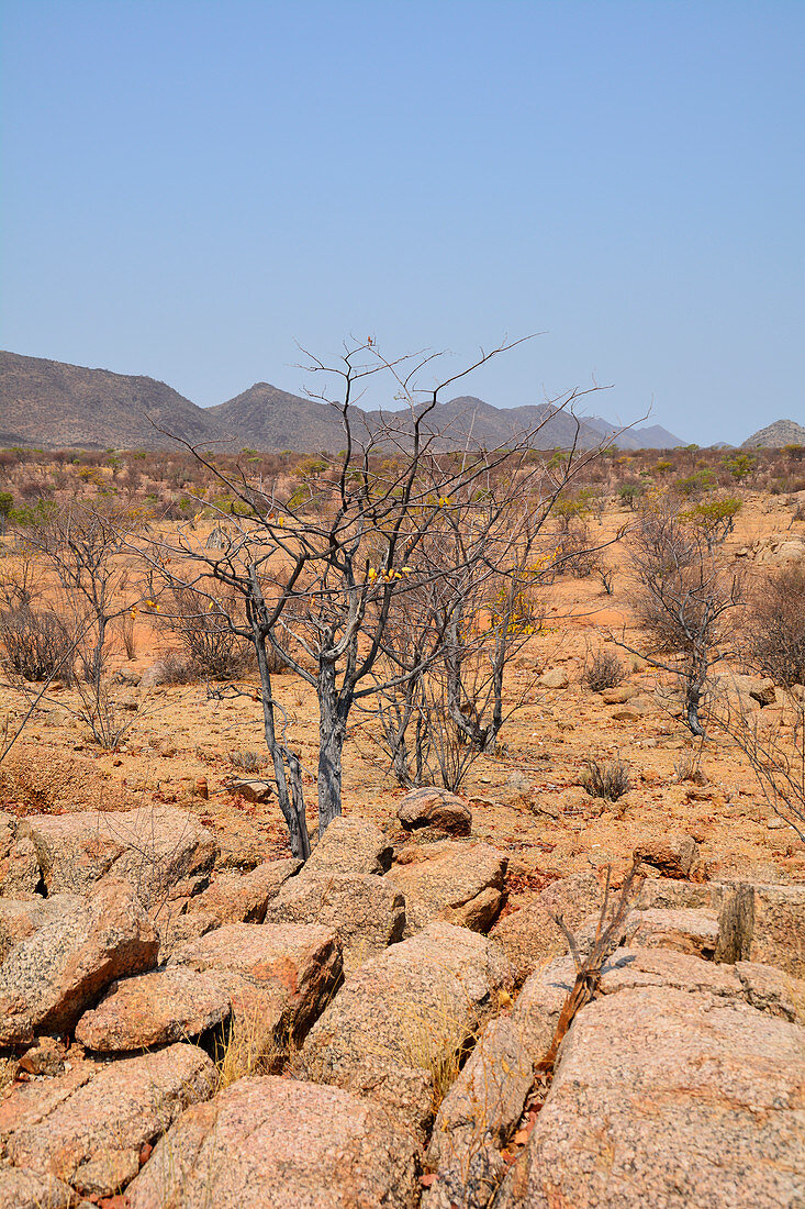 Angola; in the southern part of Namibe Province; End of dry season; mountainous landscape with low acacia trees and other bushes; little vegetation