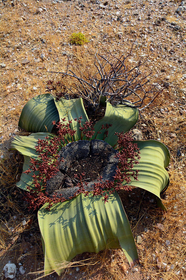 Angola; im südlichen Teil der Provinz Namibe; Iona Nationalpark; männliche Welwitschie