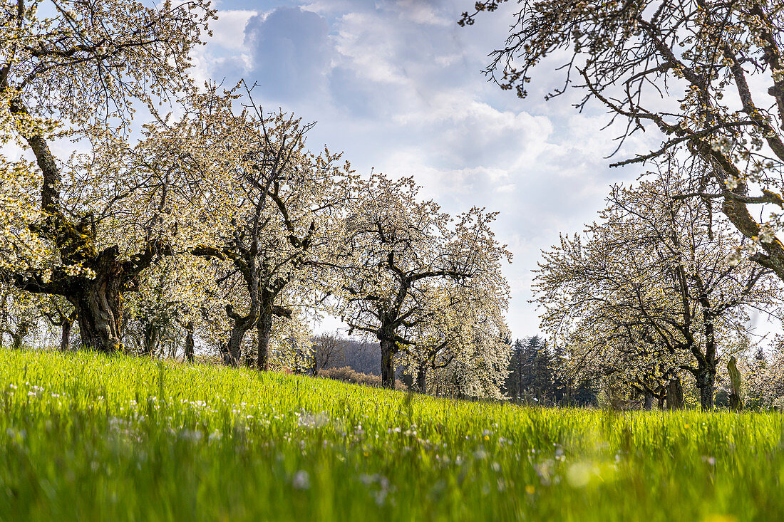 Cherry tree plantation for cherry blossom in Franconia near Ebermannstadt in the afternoon, Upper Franconia, Bavaria, Germany